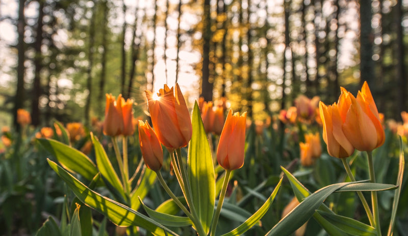 Campo de tulipanes al atardecer, inicio de la primavera