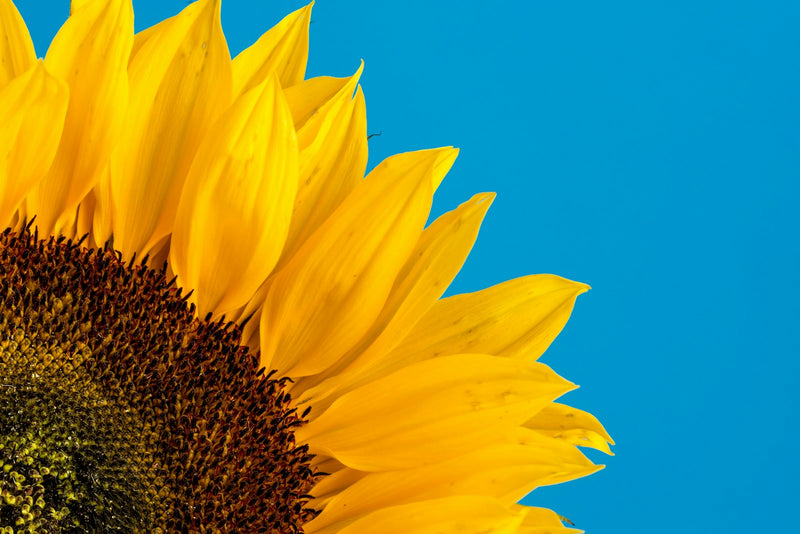 Primer plano de un girasol, motivo del set con aretes de Kleio