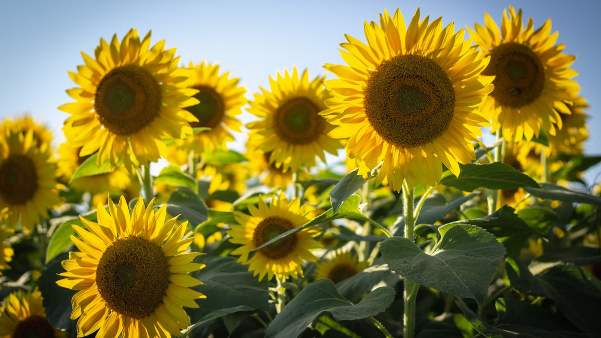 Girasoles amarillos en flor, símbolo de alegría y lealtad